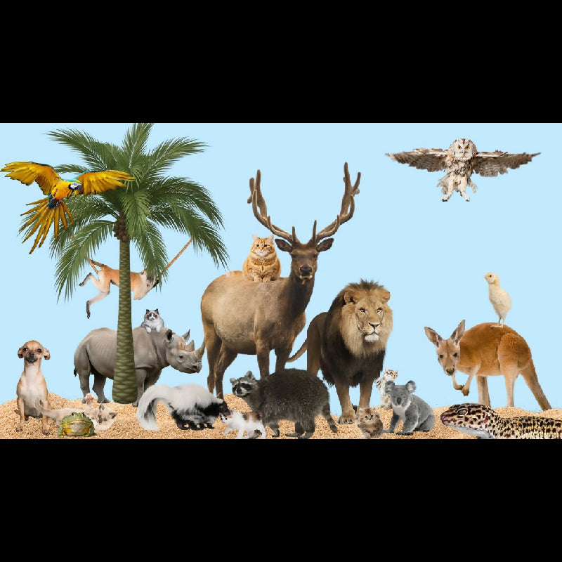 Spot the Cats Seek and Find Challenge | 42-Page Hidden Animal Game | Therapy, Classroom & Senior Activity | TV Group Game PDF