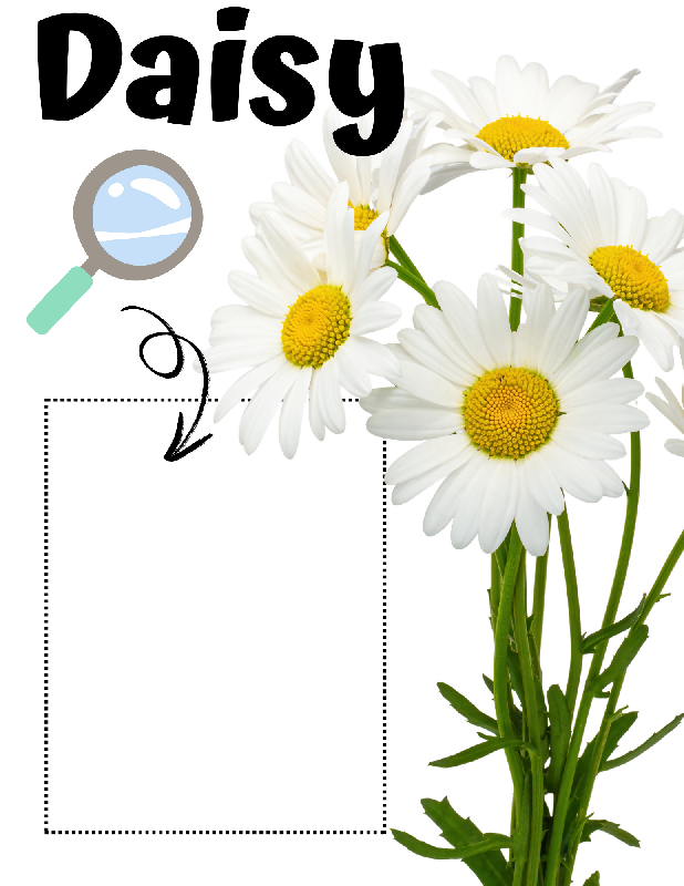 Flowers & Pollinators Zoom & Match Activity for Seniors | Cognitive Matching Game for Memory Care