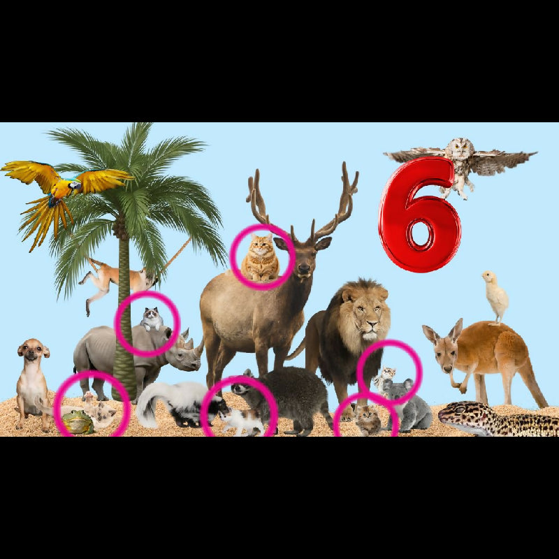 Spot the Cats Seek and Find Challenge | 42-Page Hidden Animal Game | Therapy, Classroom & Senior Activity | TV Group Game PDF