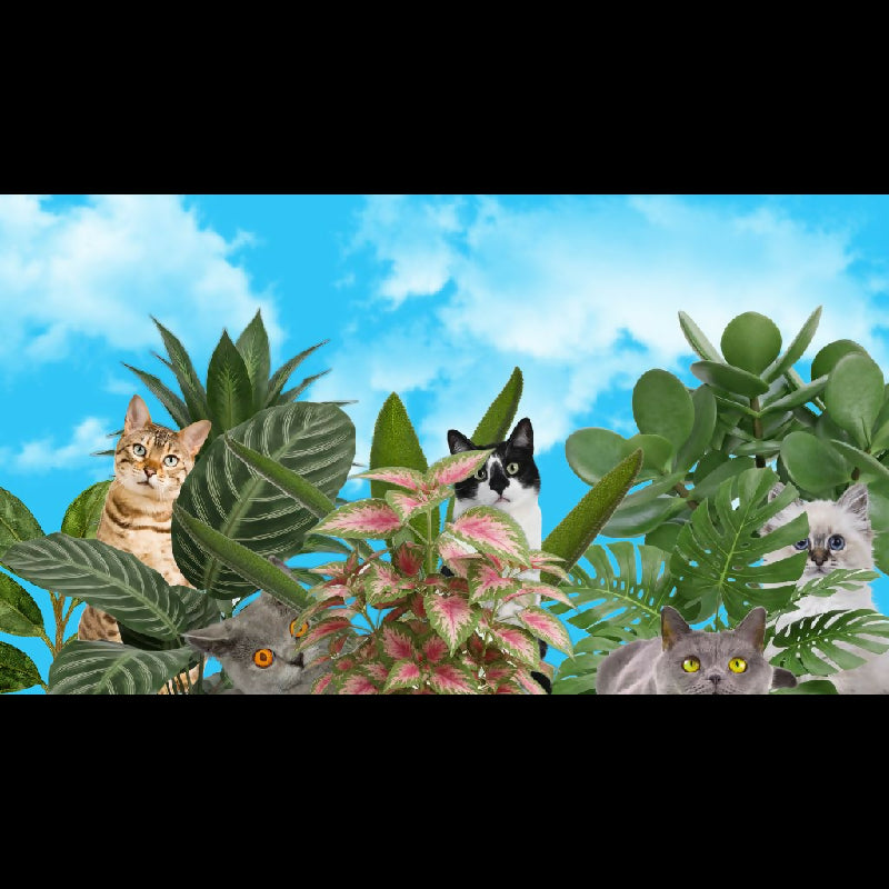 Spot the Cats Seek and Find Challenge | 42-Page Hidden Animal Game | Therapy, Classroom & Senior Activity | TV Group Game PDF