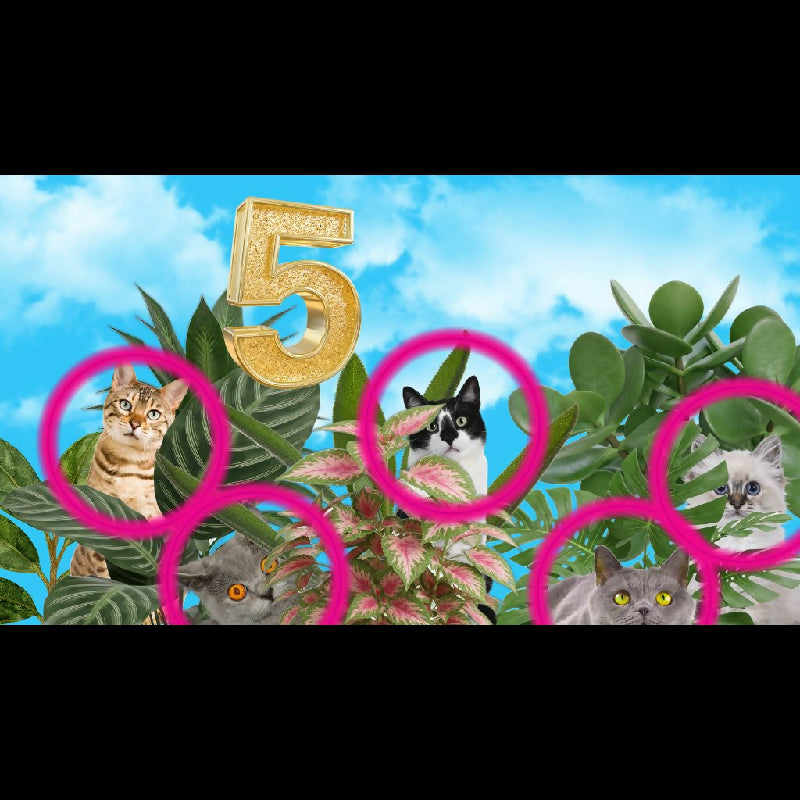 Spot the Cats Seek and Find Challenge | 42-Page Hidden Animal Game | Therapy, Classroom & Senior Activity | TV Group Game PDF
