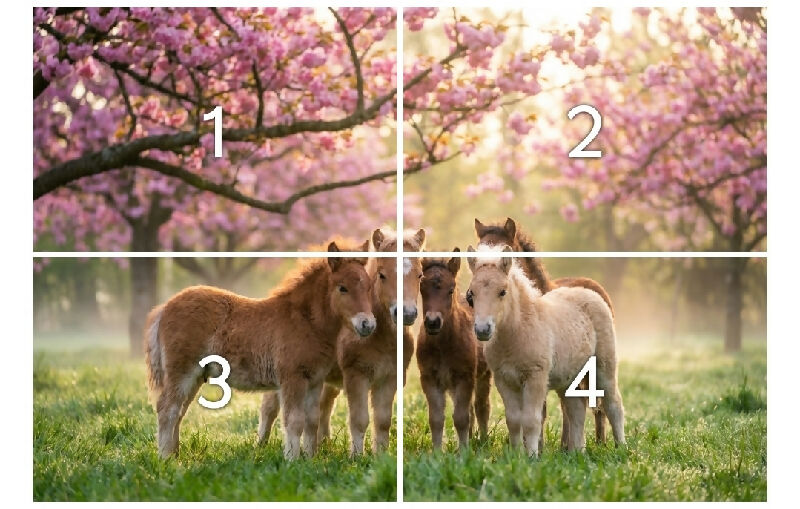 ponies and lambs posters