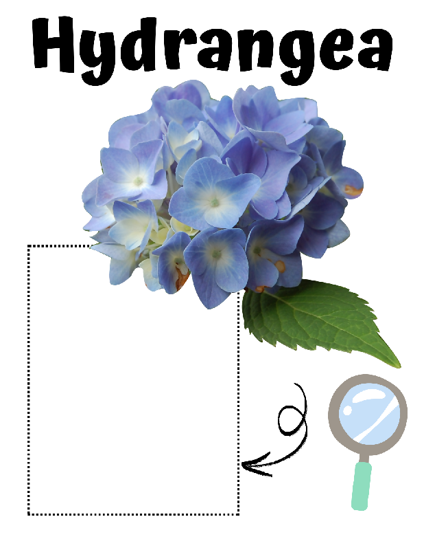 Flowers & Pollinators Zoom & Match Activity for Seniors | Cognitive Matching Game for Memory Care
